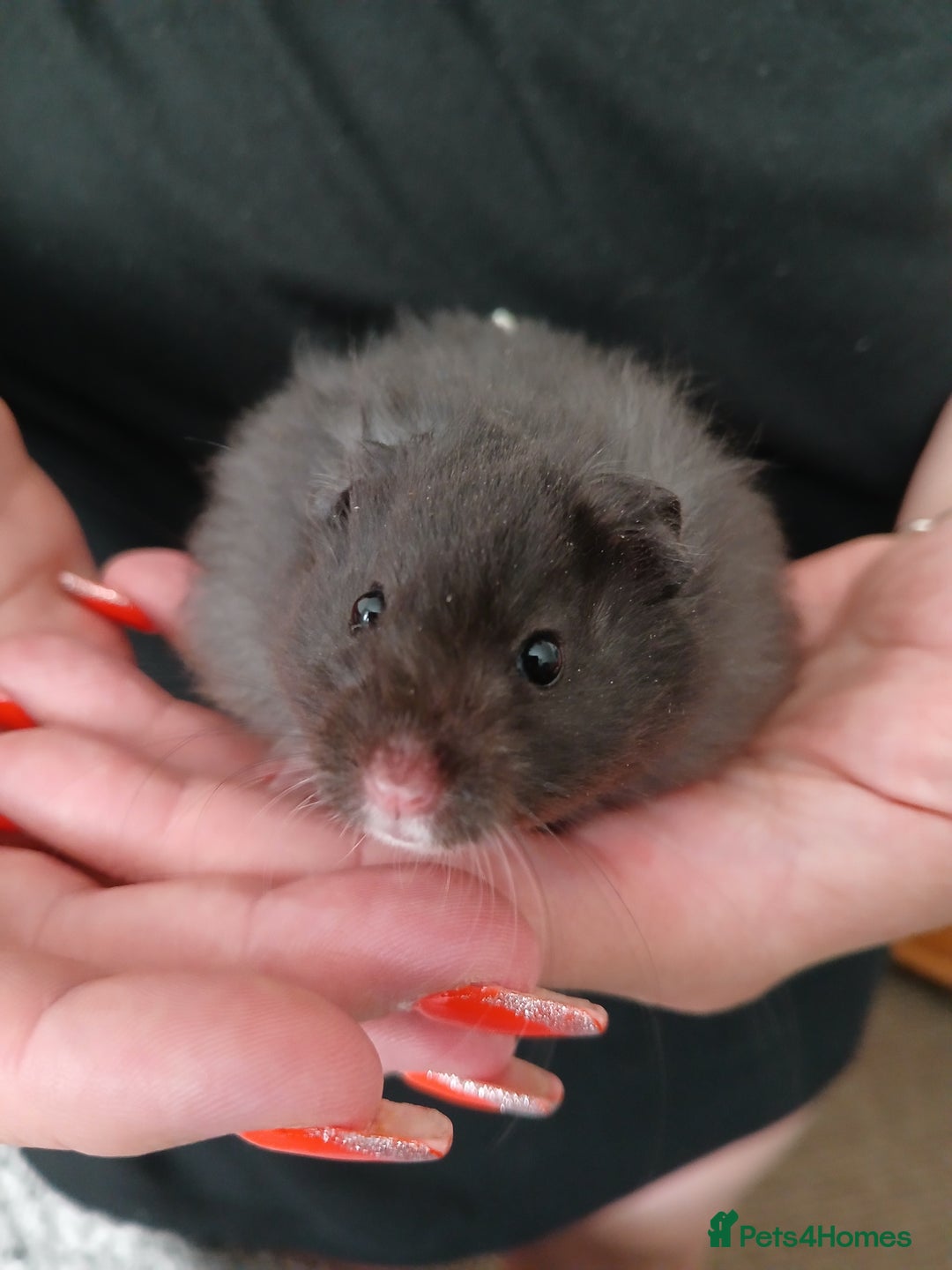 Hamster rodents for sale: Baby syrian hamsters - Image 9