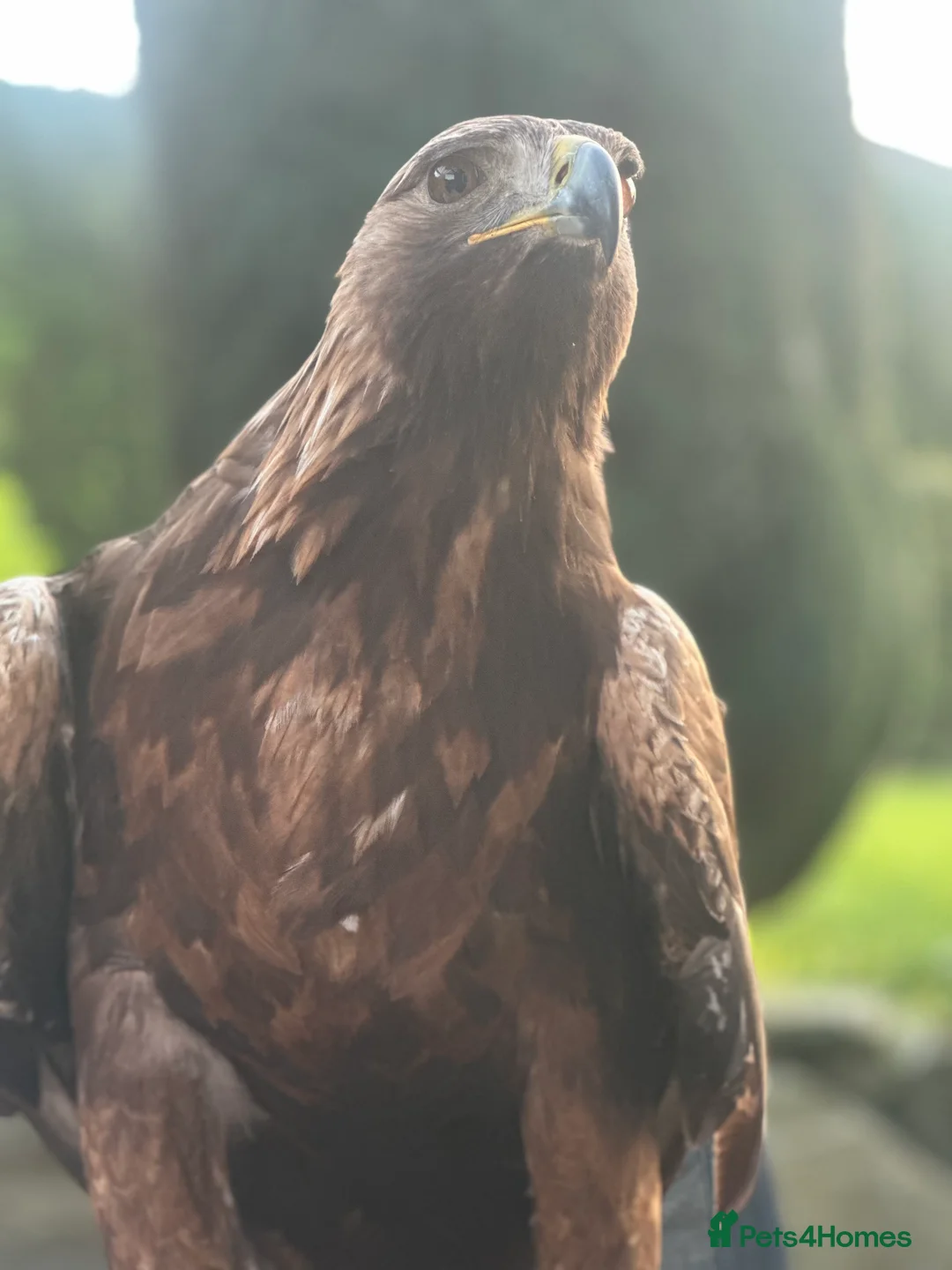 Mixed Breed birds for sale: Male Golden Eagle  in Huddersfield - Advert 5