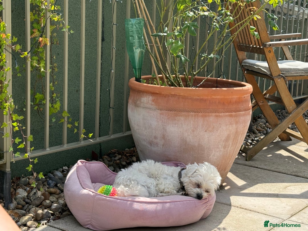 Maltese dogs for stud: LONDON Male for Breeding - STUD ❤️🐶  - Advert 3