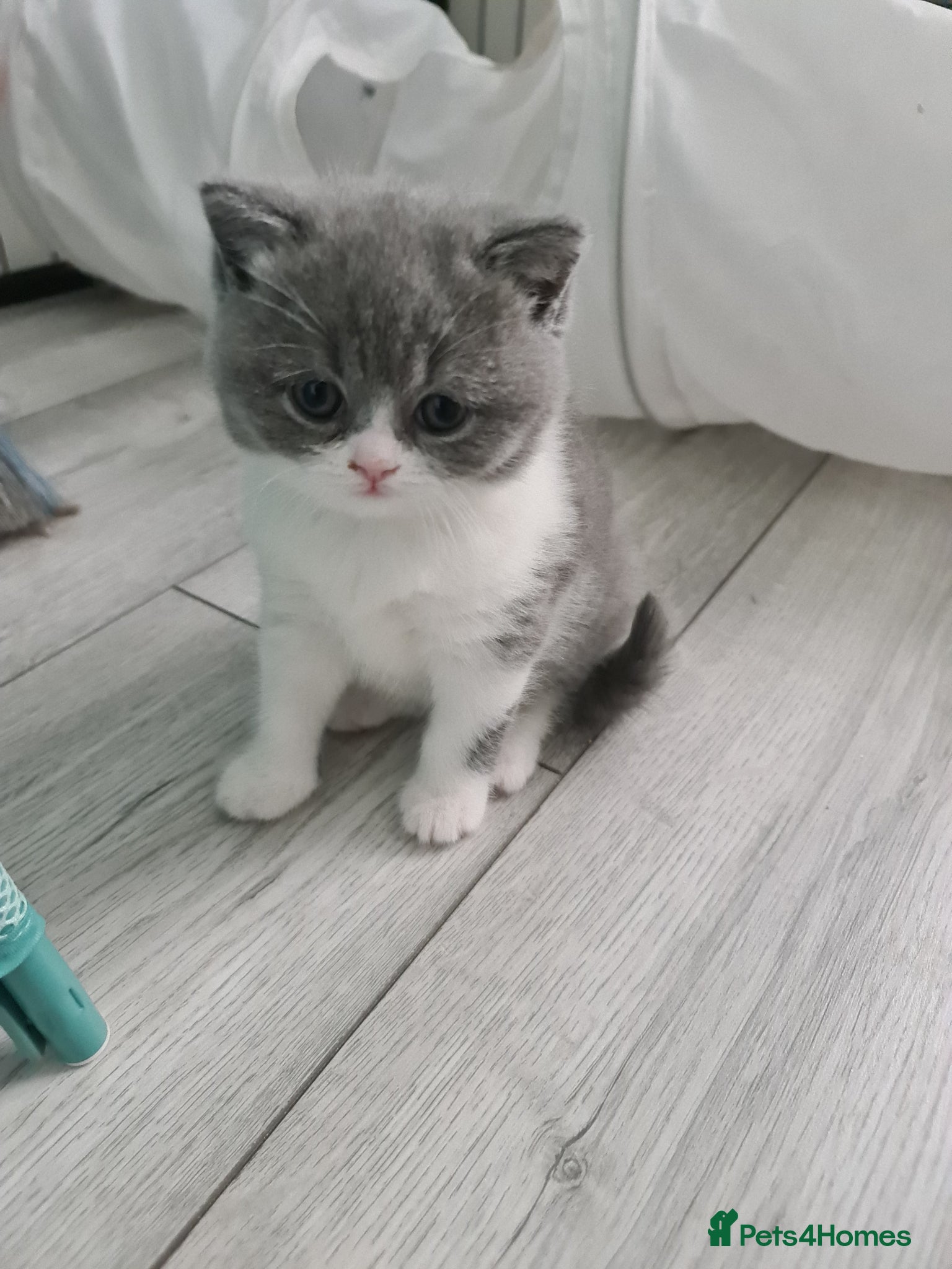 British Shorthair cats British shorthair kittens  - Advert 16