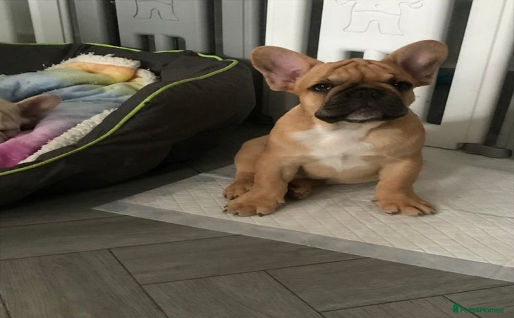 French Bulldog dogs in Liverpool - Advert 5