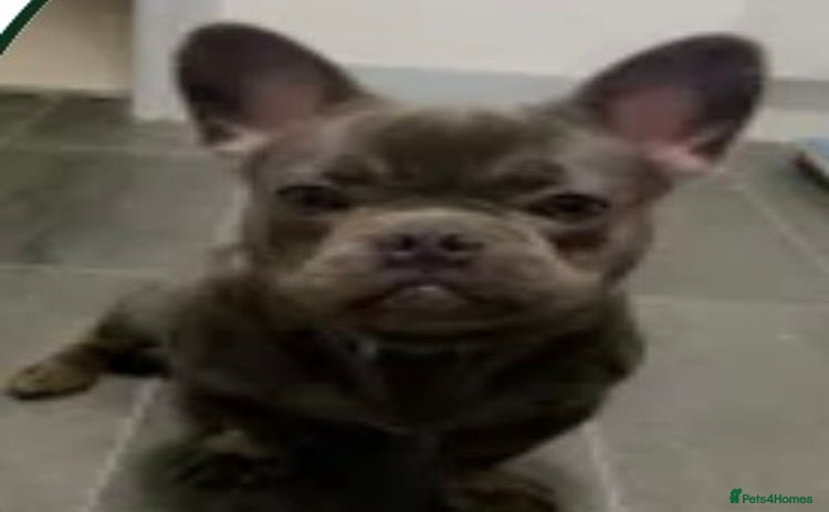 French Bulldog dogs - Advert 2