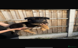 German Shepherd dogs for sale: German Shepard puppies  - Image 1