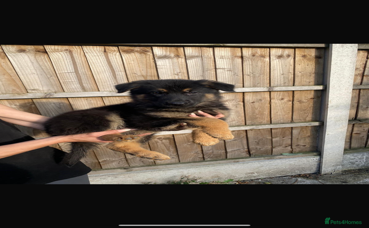 German Shepherd dogs - Advert 2