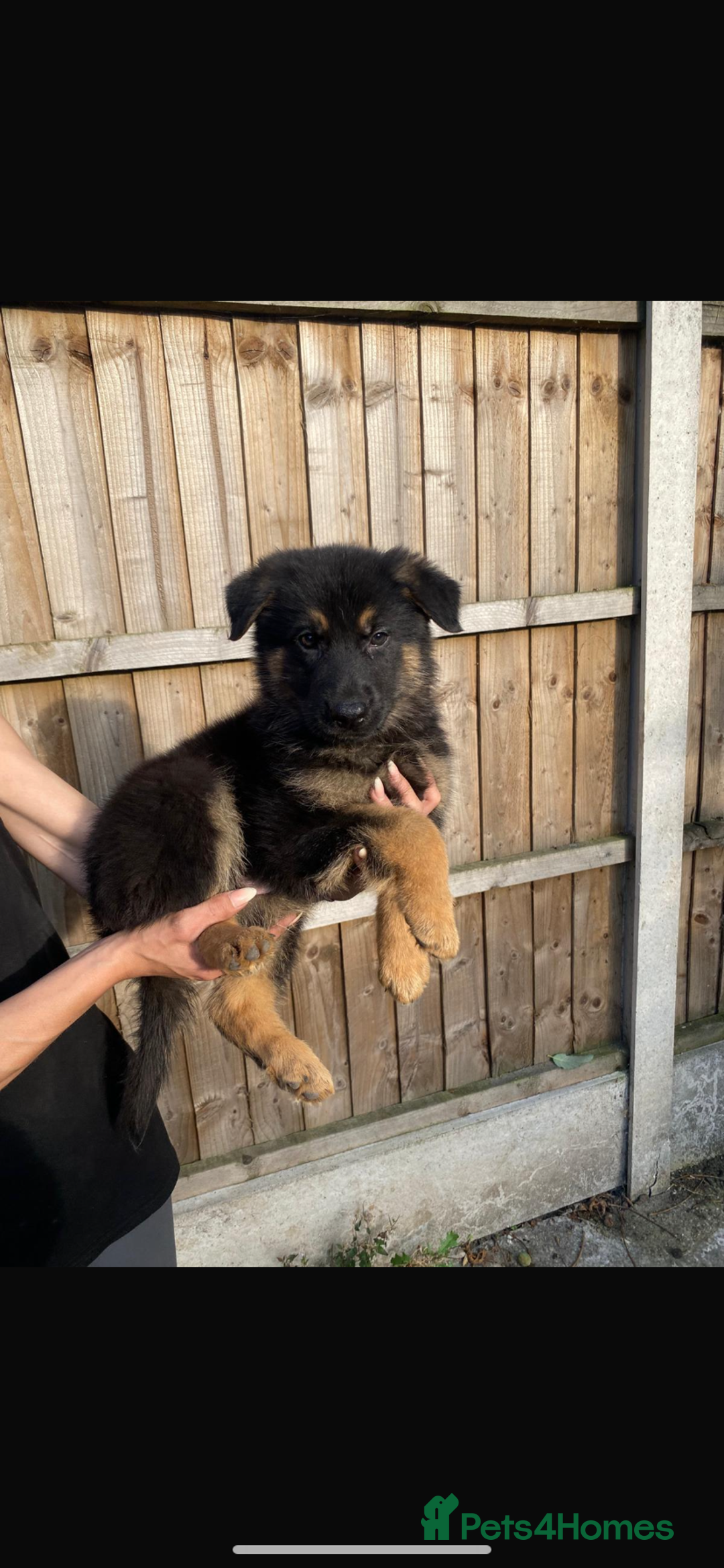 German Shepherd dogs for sale: German Shepard puppies  - Image 1