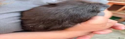 Guinea Pig rodents for sale: 4X Male Guinea Big Babies  - Advert 5