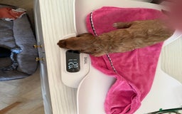 Cockapoo dogs for sale: F2bb Cockapoo Puppies-one red merle girl left ❤️ - Image 36