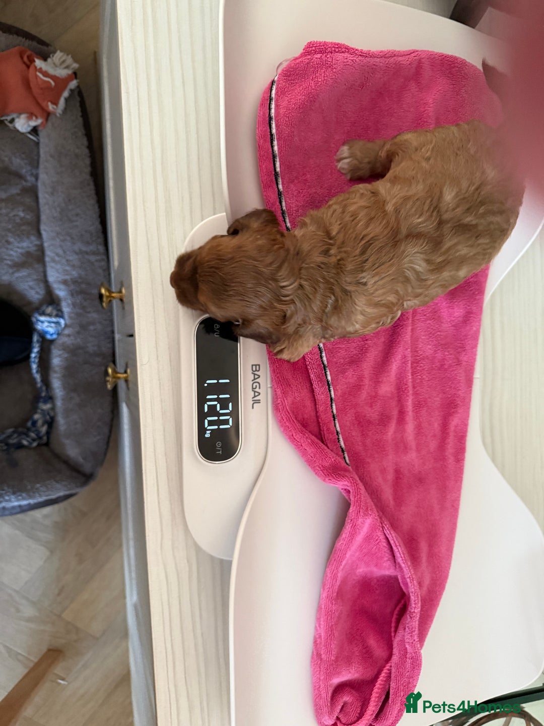 Cockapoo dogs for sale: F2bb Cockapoo Puppies-one red merle girl left ❤️ - Image 36