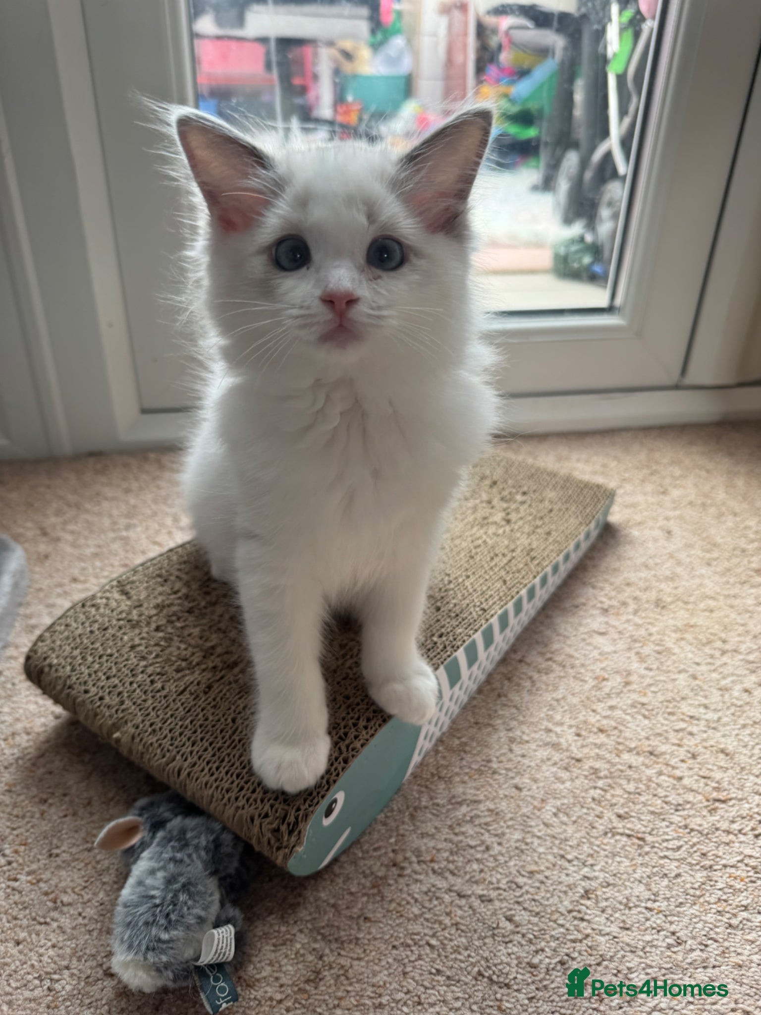 Ragdoll cats TICA reg Ragdoll – Blue Bicolour girl remaining - Advert 14