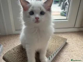 Ragdoll cats TICA reg Ragdoll – Blue Bicolour girl remaining - Advert 14