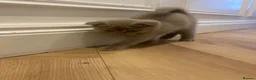 Scottish Fold cats for sale: Lilac Scottish fold kittens  - Advert 5