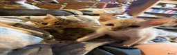 Oriental cats for sale: Two beautiful oriental boys left - Advert 1