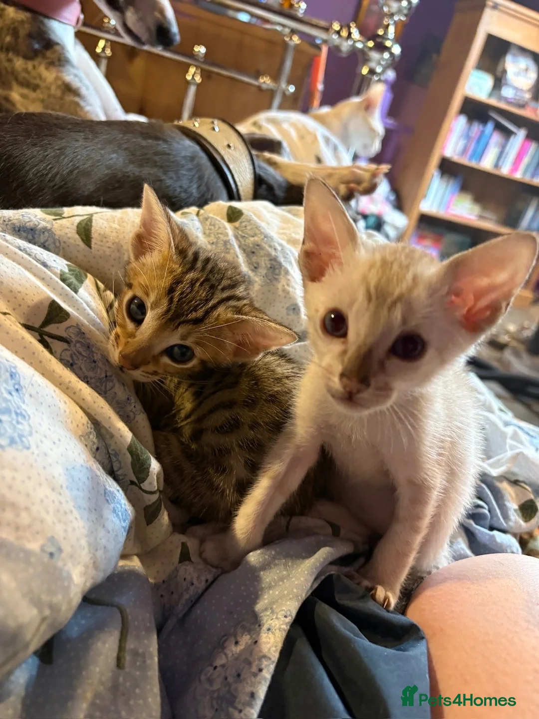 Oriental cats for sale: Two beautiful oriental boys left - Advert 1