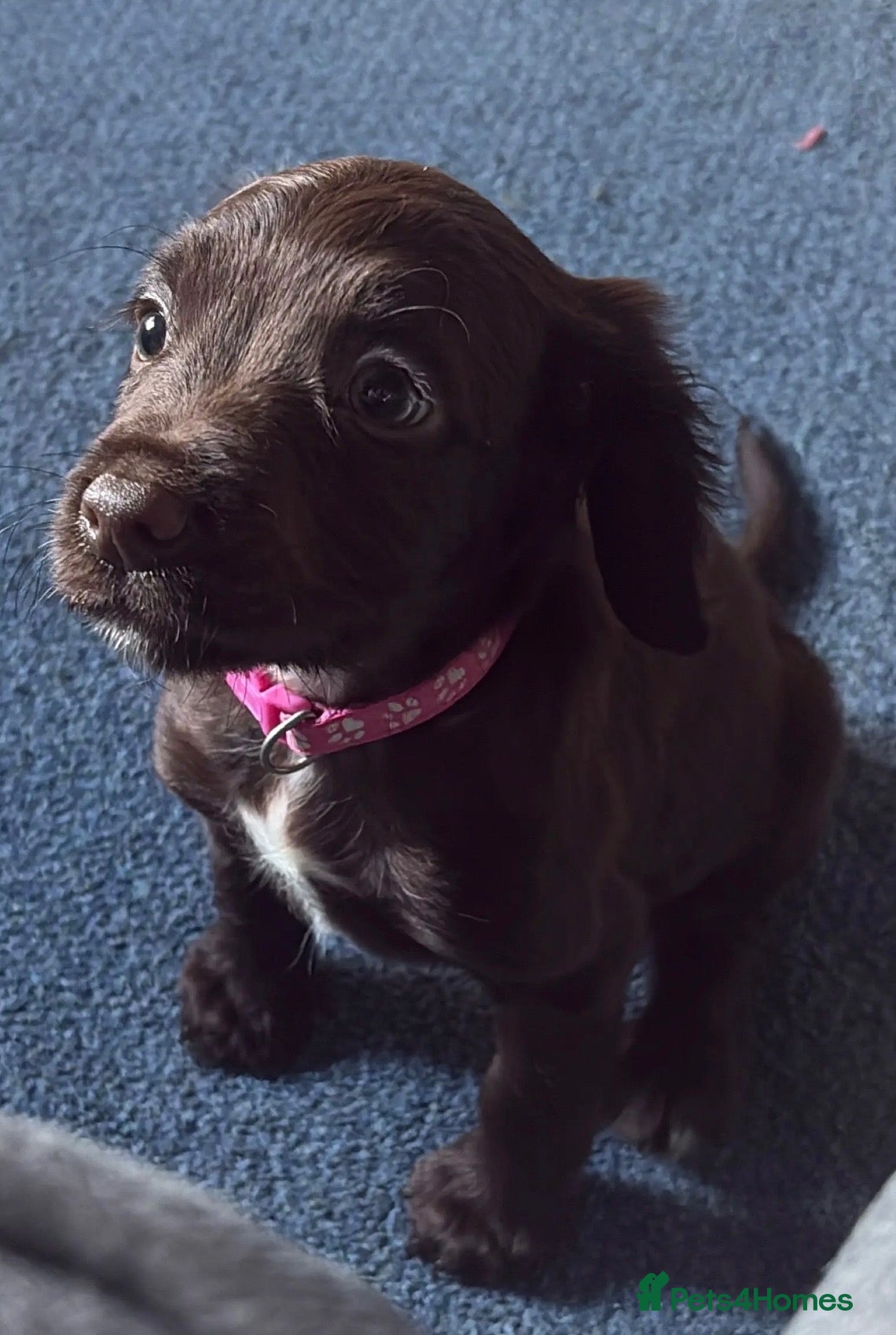 Sprocker dogs for sale: sprocker spaniel - Advert 2