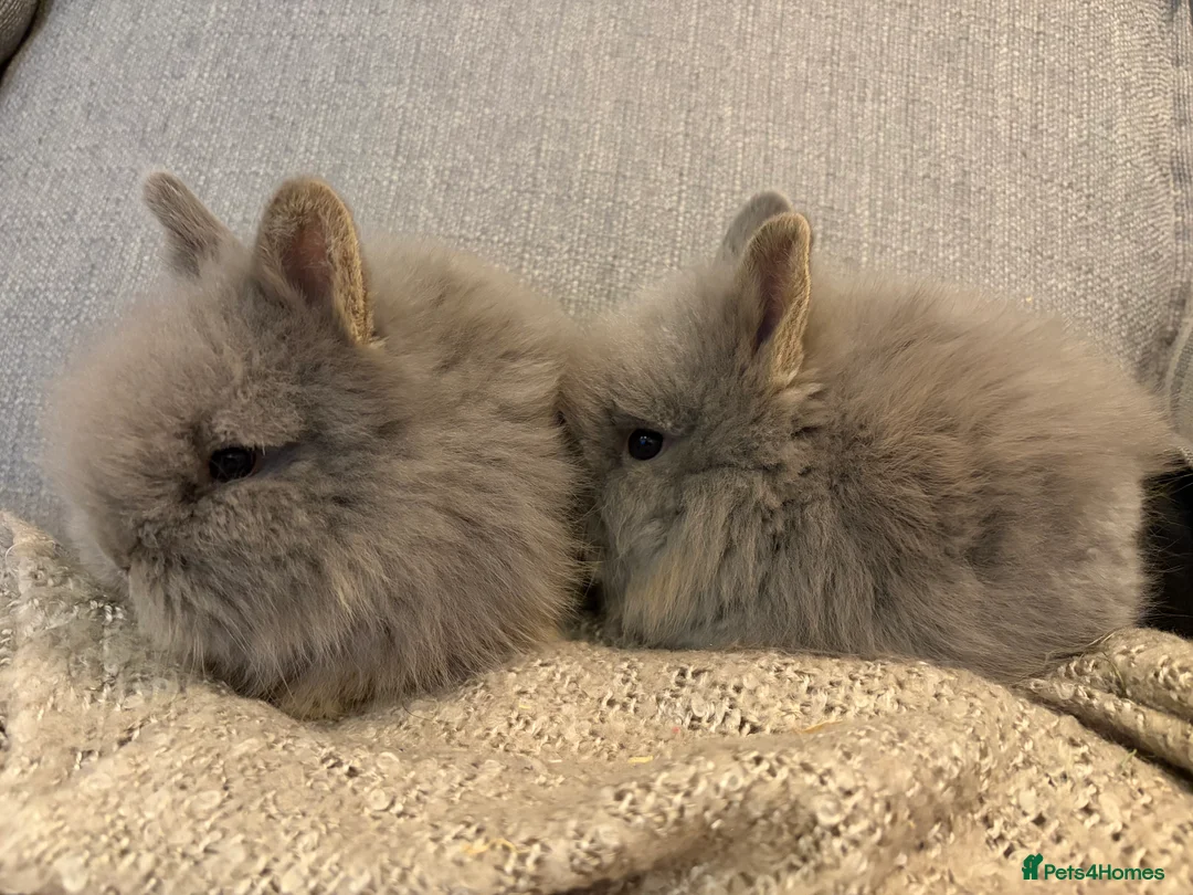 Lionhead rabbits for sale: Double mane lion head baby’s for sale  - Advert 24