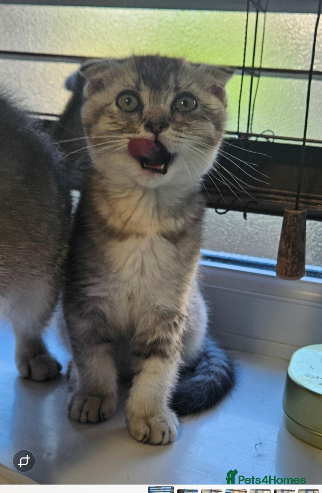Scottish Fold cats for sale: READY NOW SCOTTISH FOLDS in Southampton - Image 2