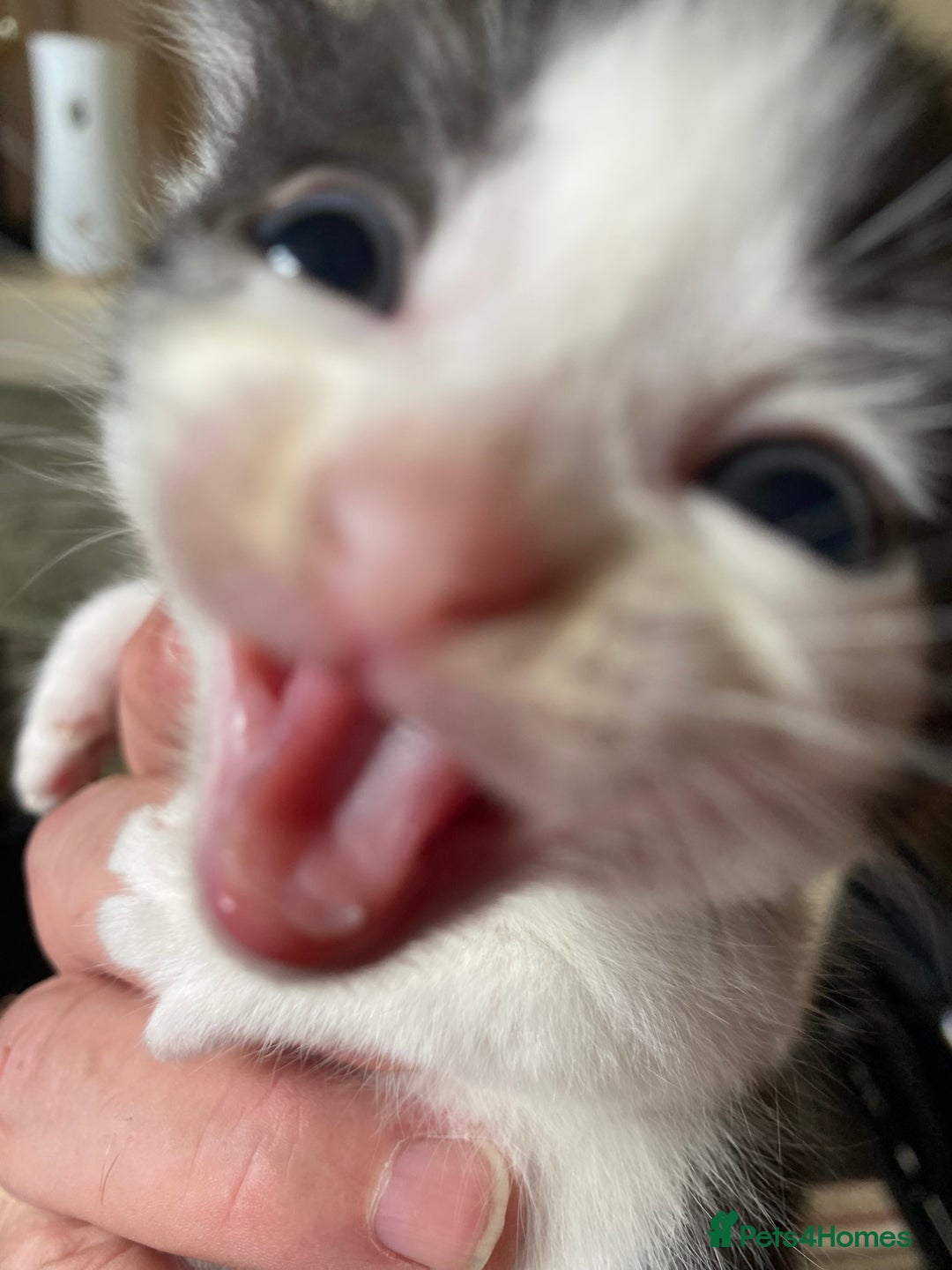 British Shorthair cats for sale: Mabel’s beautiful babies  - Image 6