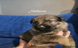 German Shepherd dogs for sale: Stunning German shepherd puppies  - Image 5