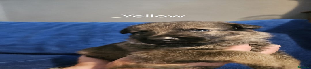 German Shepherd Puppy 4 (yellow)
