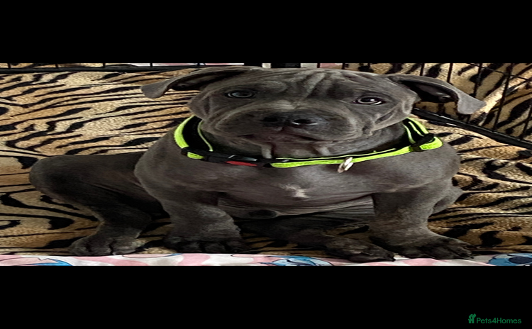 Staffordshire Bull Terrier dogs - Advert 2