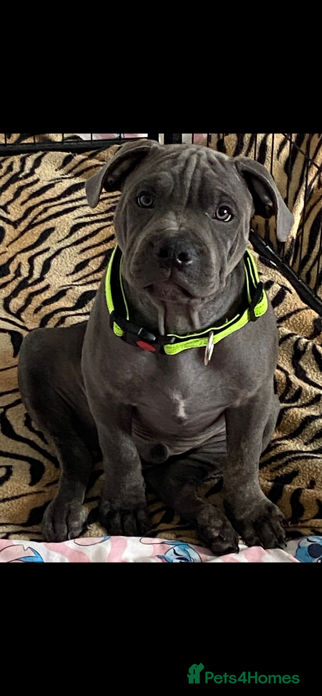 Staffordshire Bull Terrier dogs for sale: 15 WEEK KC REG BLUE STAFFORDSHIRE BULL TERRIER - Image 1