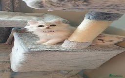 Persian cats for sale: 🌟2 Beautiful Pedigree Chinchilla Persian Kitten🌟 - Image 10