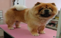 Chow Chow dogs for stud: MAGESTIC CHOW CHOW STUD  - Image 5