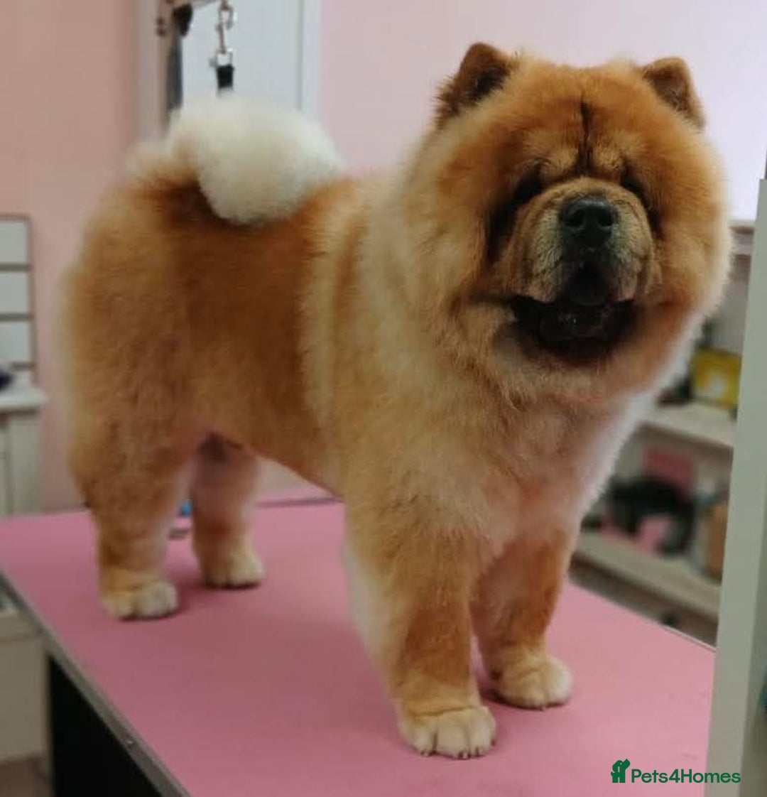 Chow Chow dogs for stud: MAGESTIC CHOW CHOW STUD  - Image 5