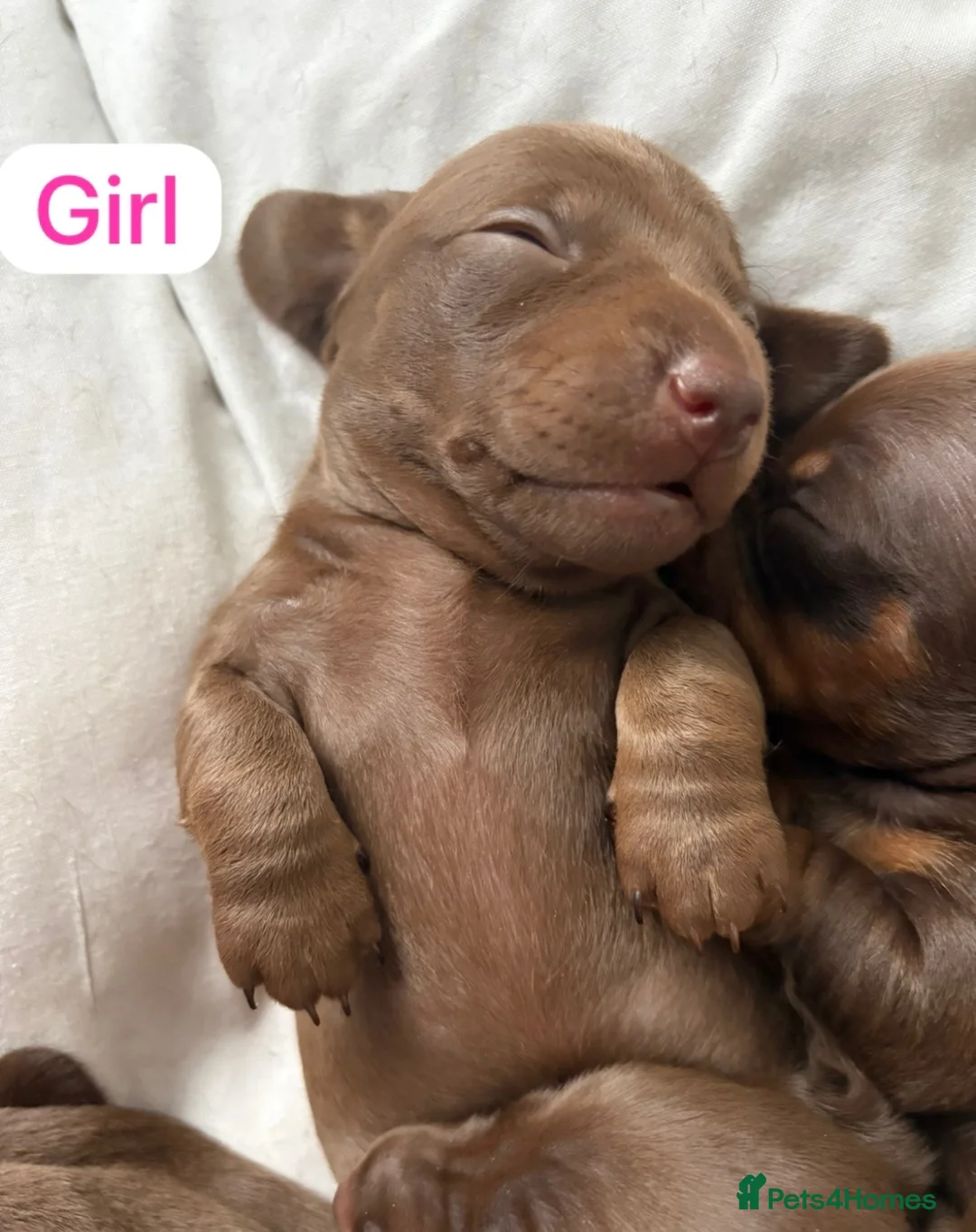 Miniature Dachshund dogs for sale: Beautiful  Miniature chocolate dachshund - Advert 10