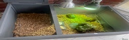 Tortoise reptiles for sale: Two Horsefield Tortoise with enclosure & heat lamp - Advert 5
