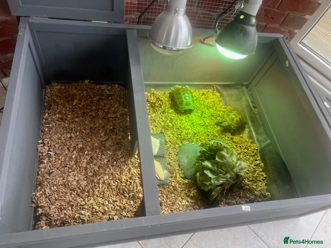 Tortoise reptiles for sale: Two Horsefield Tortoise with enclosure & heat lamp - Advert 5