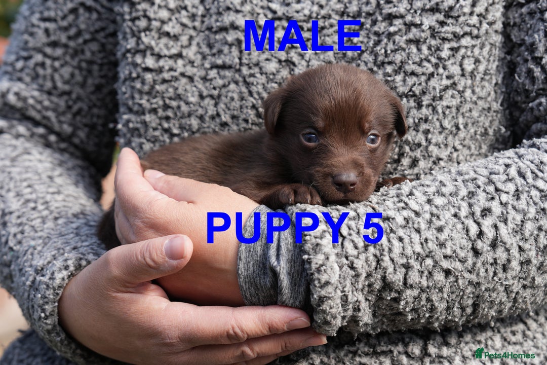 Labrador Retriever dogs for sale: Labrador retrievers chocolate and black KC reg - Image 11