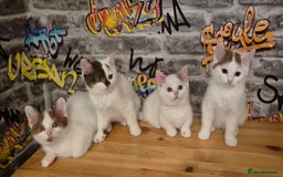 Munchkin cats for sale: Munchkin kittens ready for reservations or collect - Image 1