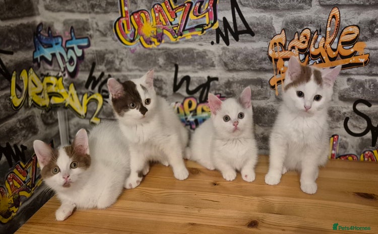 Munchkin cats - Advert 13