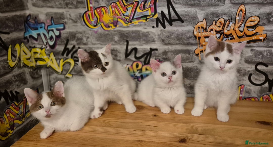 Munchkin cats for sale: Munchkin kittens ready for reservations or collect - Image 1