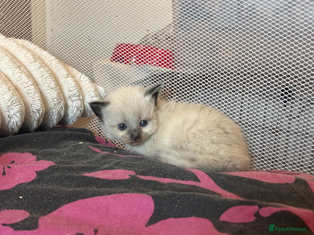 Mixed Breed cats for sale: Ragdoll x Maine coon kittens - Advert 27