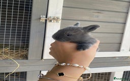English Spot rabbits for sale: gorgeous lop x English spot - Image 3