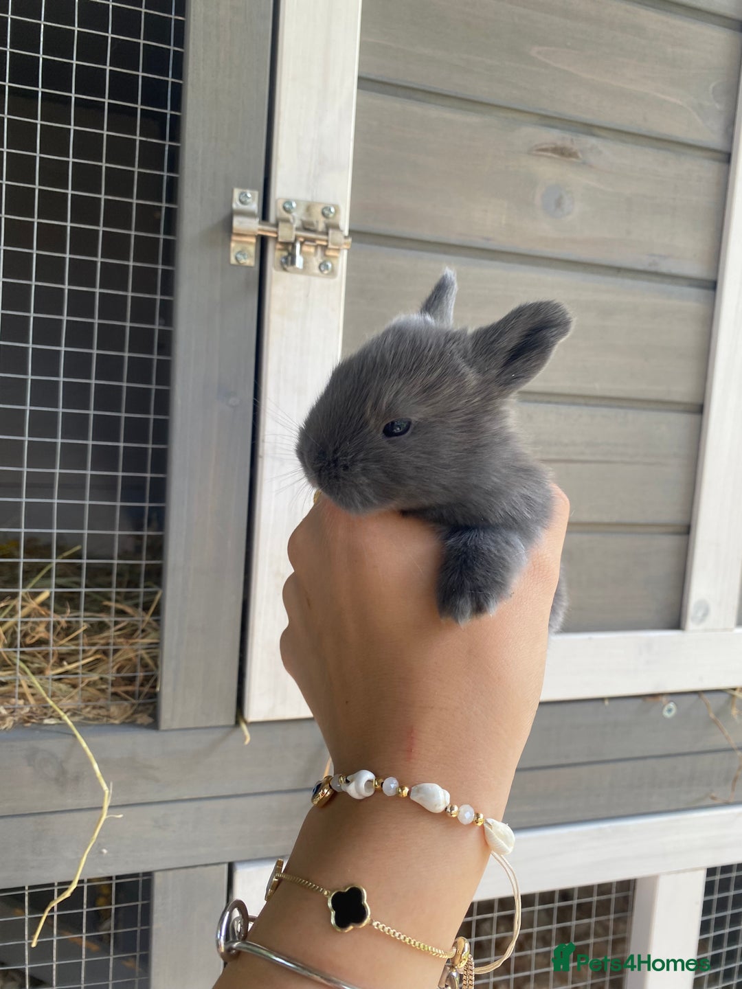 English Spot rabbits for sale: gorgeous lop x English spot - Image 3