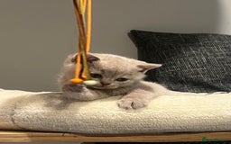 British Shorthair cats for sale: GCCF Registered Championship Line BSH Kittens - Image 15