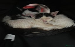 Mixed Breed cats for adoption: Goose the rescue kitten needs forever home - Image 9