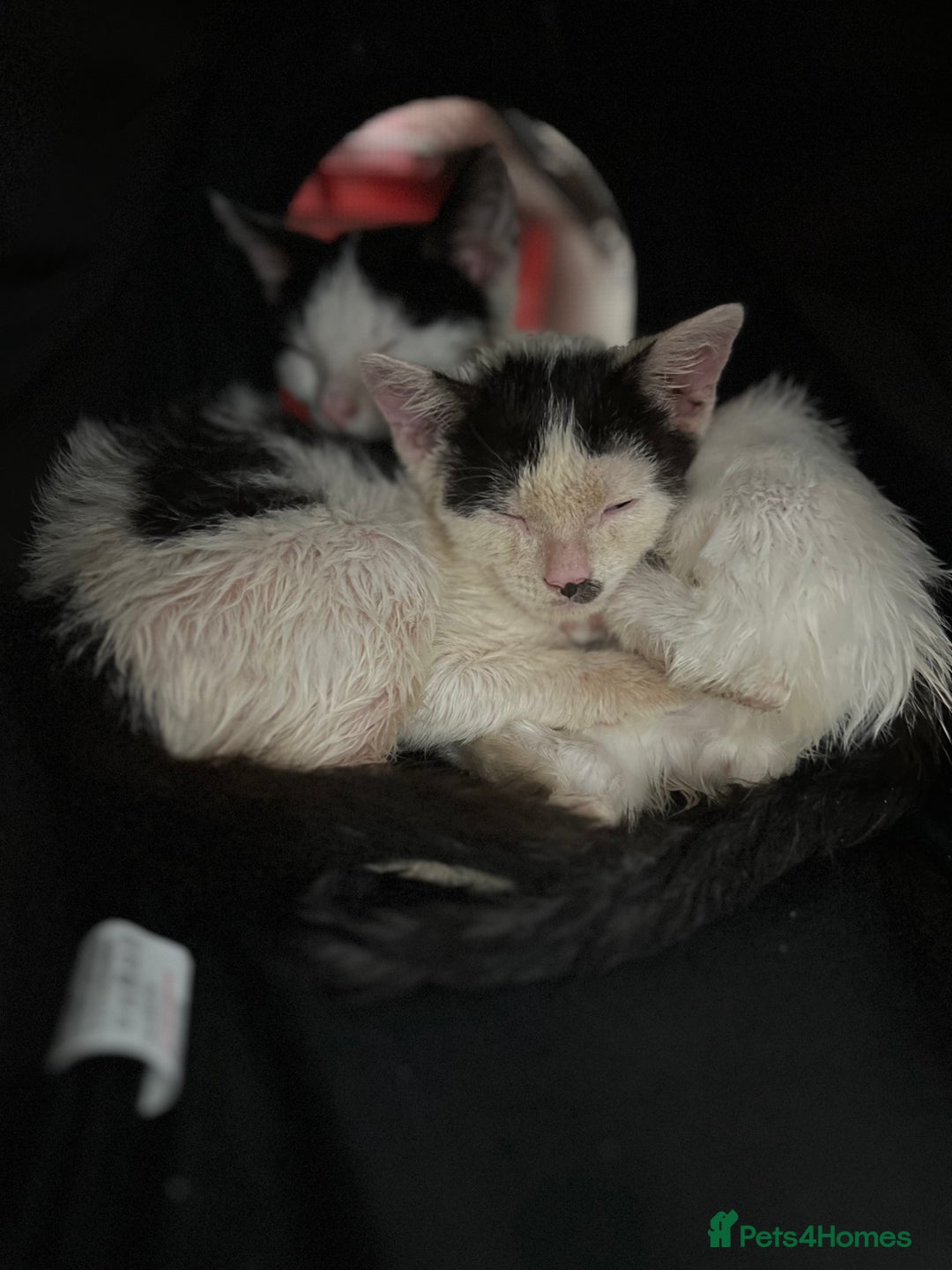 Mixed Breed cats for adoption: Goose the rescue kitten needs forever home - Image 9