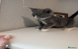 Mixed Breed cats for sale: Last grey kitten  - Image 2