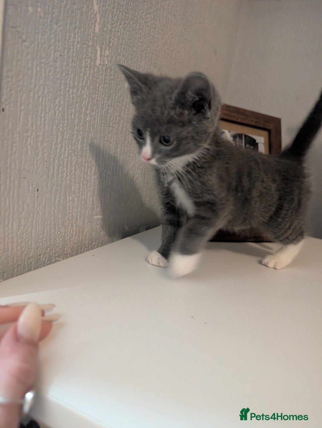 Mixed Breed cats for sale: Last grey kitten  - Image 2