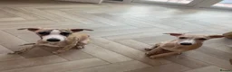 Whippet dogs for sale: Whippet Puppies in Redcar - Advert 1