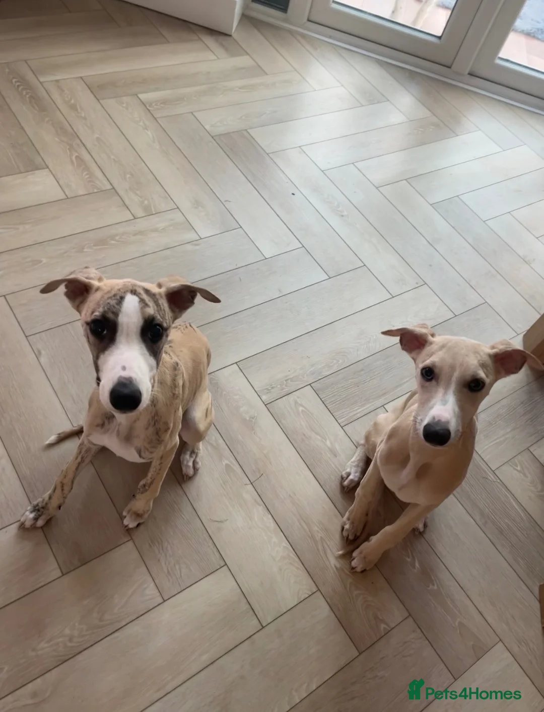 Whippet dogs for sale: Whippet Puppies in Redcar - Advert 1