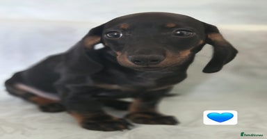Dachshund dogs - Advert 5