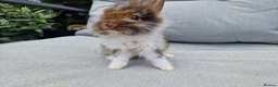 Lionhead rabbits for sale: 2 lionhead boys - Advert 10