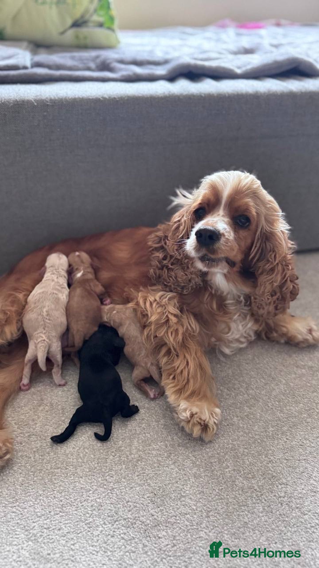 Cockapoo dogs for sale: Gorgeous 3-Month-Old F1 American Cockapoo Girl - Advert 11