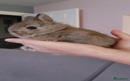Netherland Dwarf rabbits for sale: Baby rabbits  - Image 4