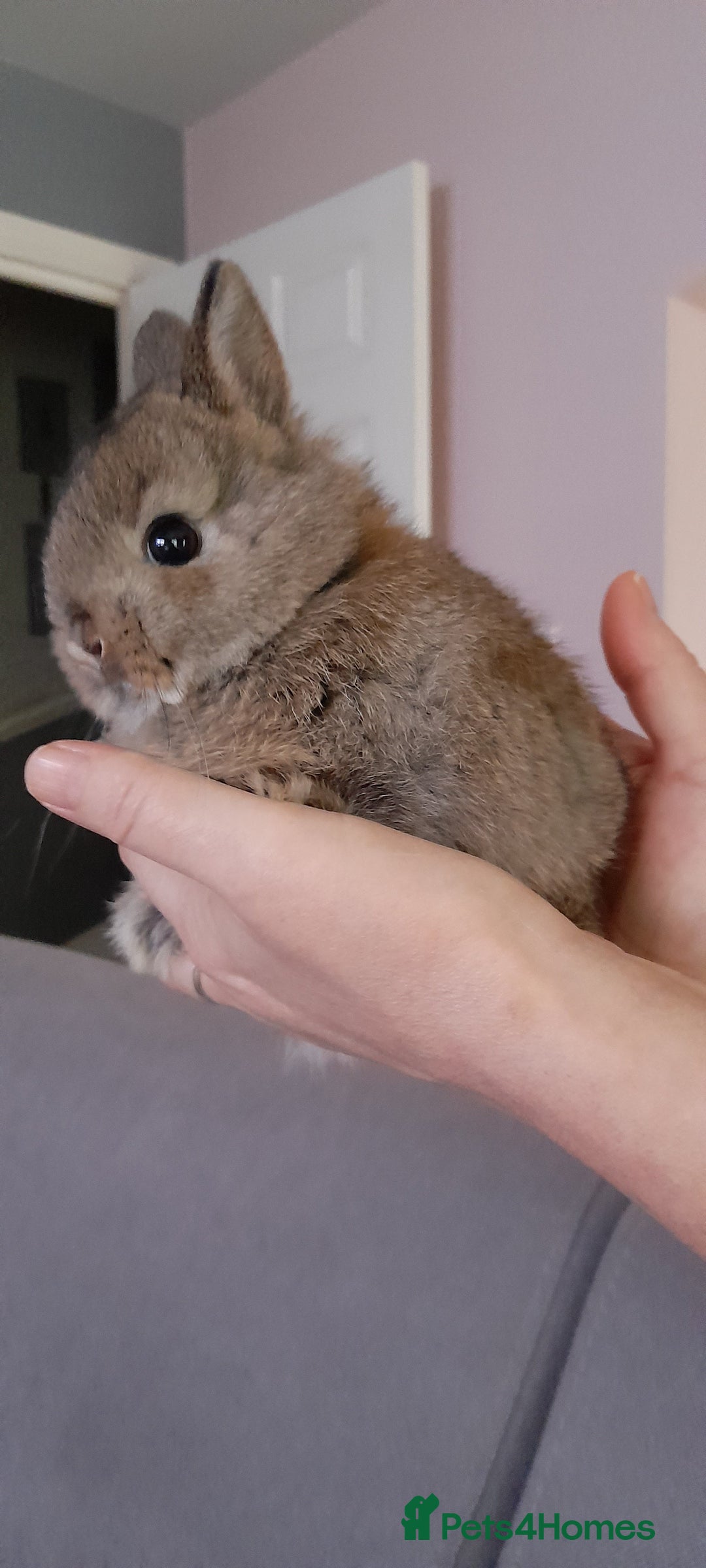 Netherland Dwarf rabbits for sale: Baby rabbits  - Image 4